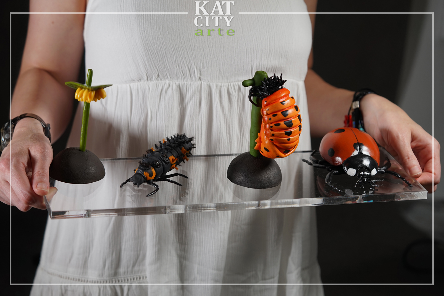 Zdjęcie: cykl biedronki3.jpg